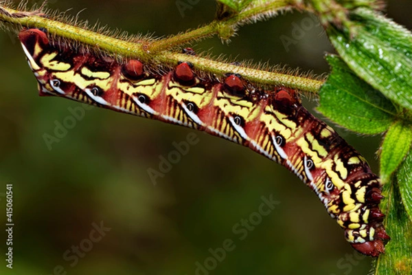 Fototapeta Caterpillar