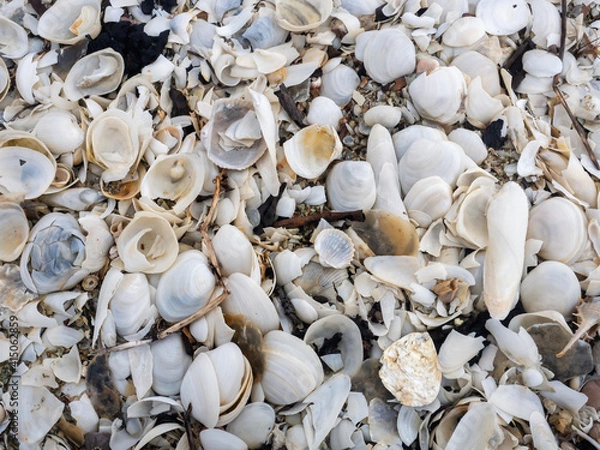 Obraz White seashell on the beach, dead shells