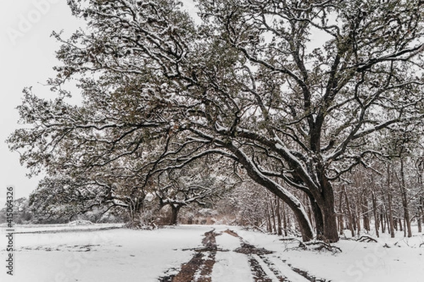 Fototapeta Snow, road and trees