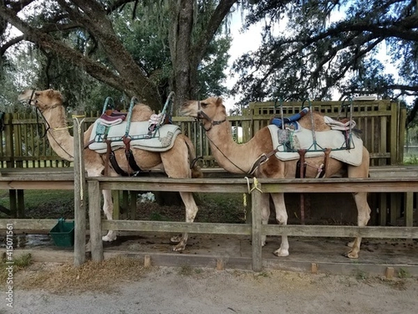 Obraz camels 