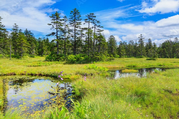 Fototapeta 北海道　浮島湿原