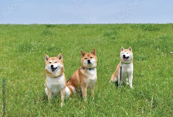 Fototapeta 柴犬・多頭・青空