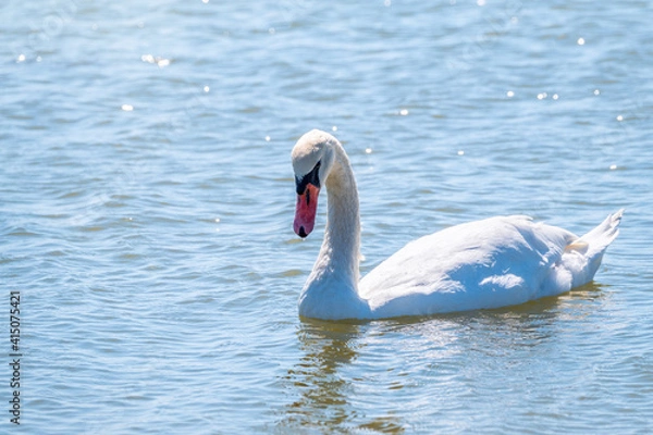 Obraz Graceful white Swan swimming in the lake, swans in the wild. Portrait of a white swan swimming on a lake.
