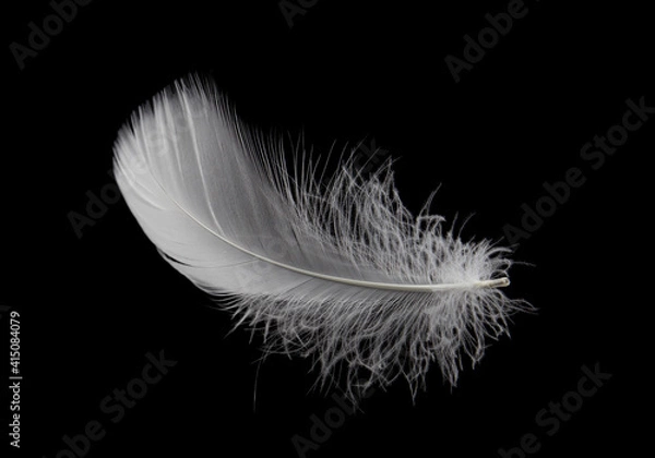 Fototapeta Single white feather isolated on black background.
