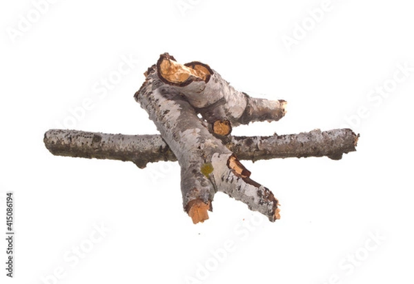 Fototapeta piece of branch isolated on white background