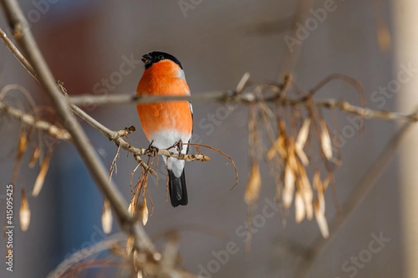 Obraz a bullfinch  sitting on a branch