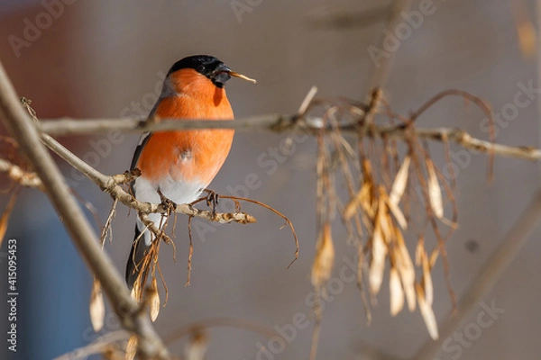 Obraz a bullfinch  sitting on a branch