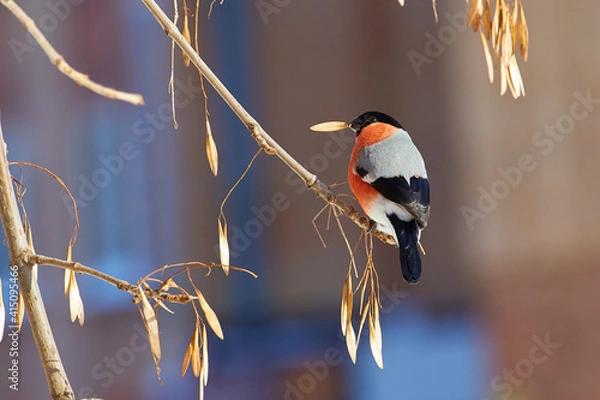 Obraz a bullfinch  sitting on a branch