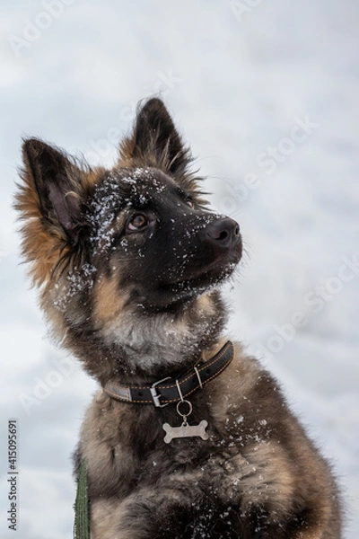 Fototapeta Ovcharka puppy