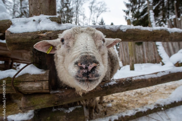 Fototapeta Sheep head