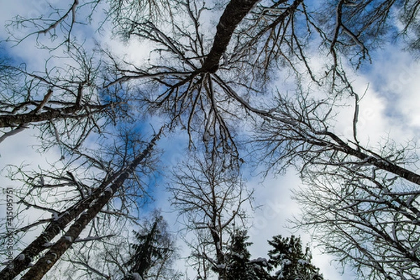 Fototapeta Winter trees background from down