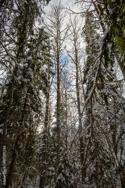 Fototapeta Winter forest walk road