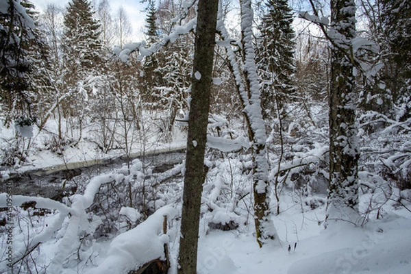 Fototapeta Winter forest and river