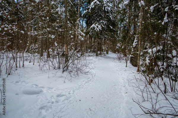 Fototapeta Winter forest walk road