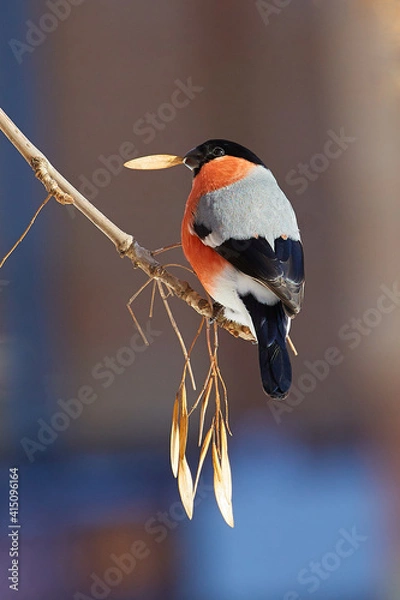 Obraz a bullfinch  sitting on a branch