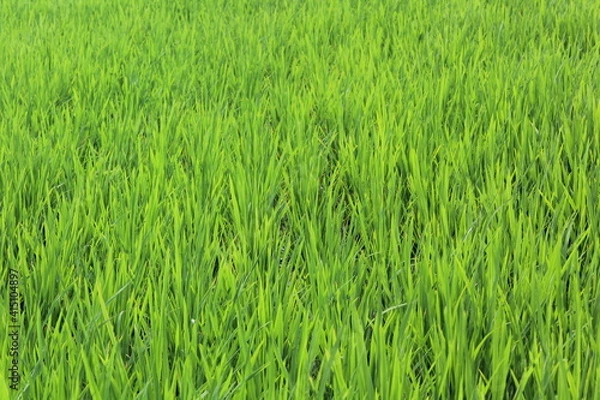 Obraz green rice field