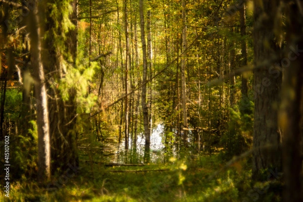 Fototapeta landscape in a pine forest, selective focus