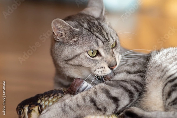 Fototapeta おもちゃで遊ぶ猫　サバトラ猫