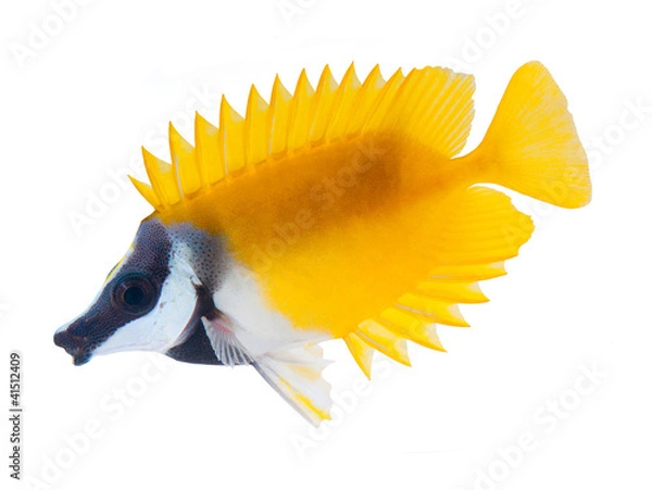Fototapeta reef fish, foxface rabbitfish, isolated on white background