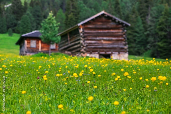 Fototapeta Meadow with yellow globe flowers and wooden cabins in the background in Dolomites