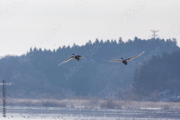 Fototapeta 早春の小友沼でコハクチョウの飛翔