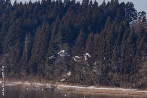 Obraz 早春の小友沼でコハクチョウの飛翔