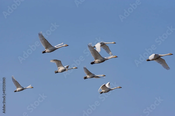 Obraz 早春のコハクチョウの飛翔