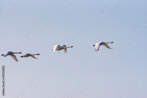Obraz 早春のコハクチョウの飛翔