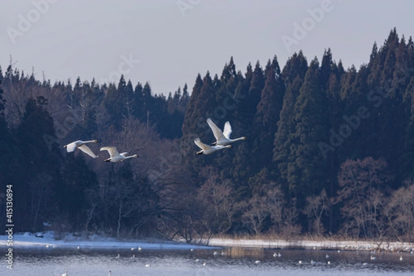 Fototapeta 早春の小友沼でコハクチョウの飛翔
