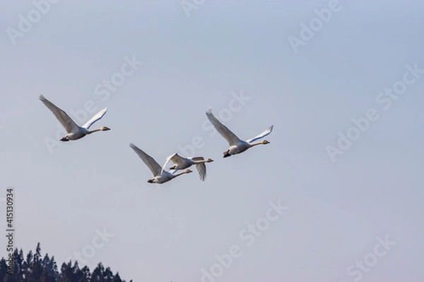 Obraz 早春のコハクチョウの飛翔