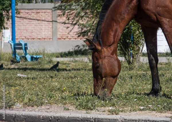Obraz horse and foal 2