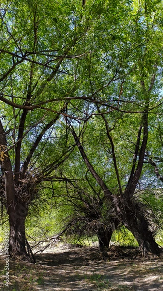 Obraz trees in the forest