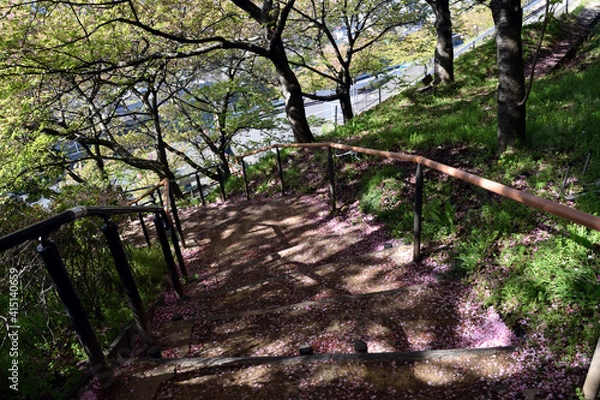 Fototapeta 神奈川県松田山 河津桜 桜ロード 遊歩道