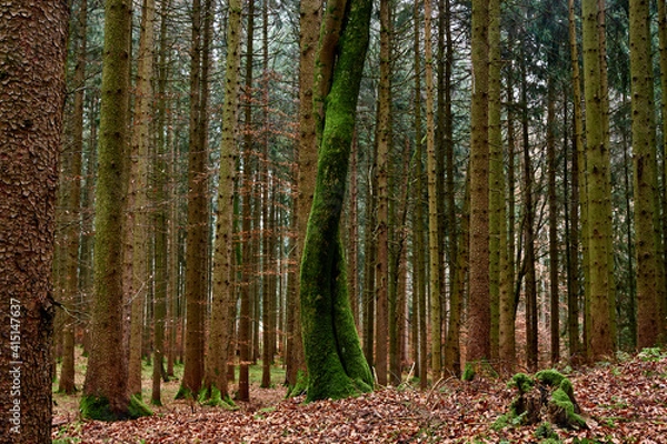 Obraz An autumn forest