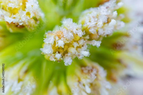 Obraz フキノトウの霜のクローズアップ