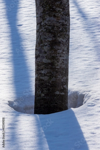 Fototapeta 鳥海高原のブナの木の根開き