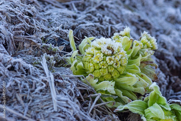 Fototapeta フキノトウに霜が降りた