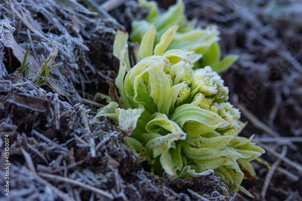 Obraz フキノトウに霜が降りた