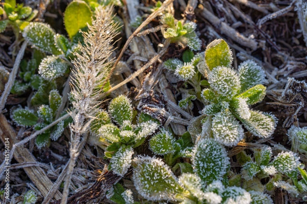 Obraz 緑の草に降りた霜