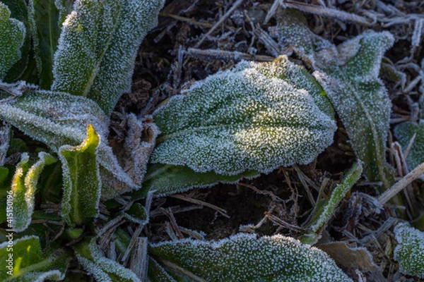 Obraz 緑の草に降りた霜