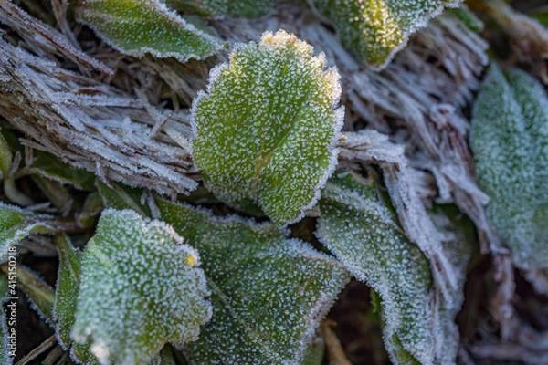 Obraz 緑の草に降りた霜