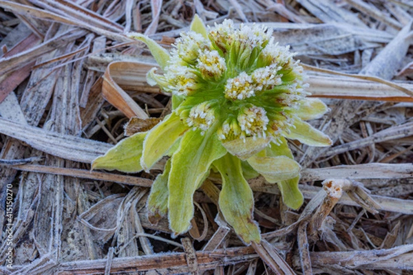 Fototapeta フキノトウに霜が降りた