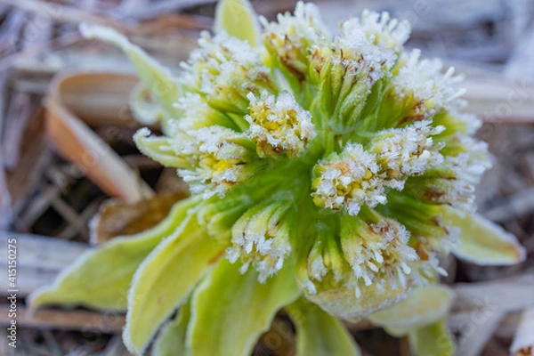 Obraz フキノトウの霜のクローズアップ