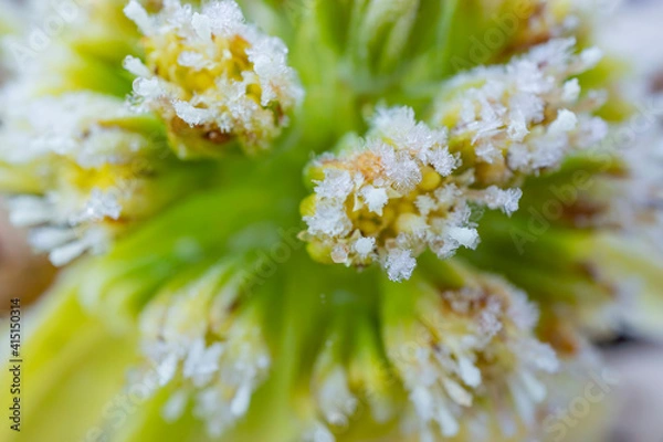 Obraz フキノトウの霜のクローズアップ