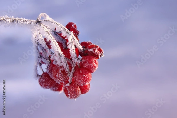 Obraz Vogelbeere mit Eis