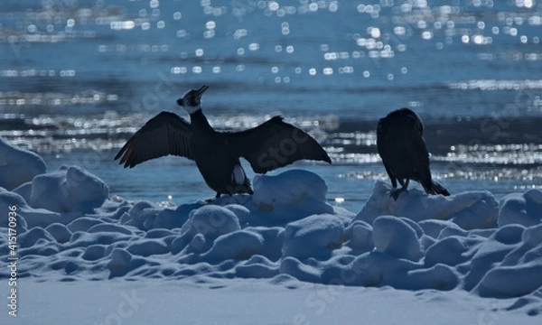 Obraz Cormorants