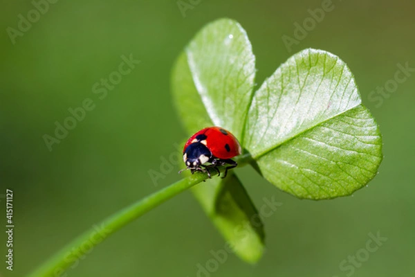 Fototapeta spring messenger, ladybug on flowering branch