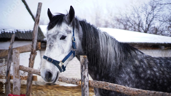 Obraz horse in winter