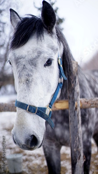 Obraz horse in winter