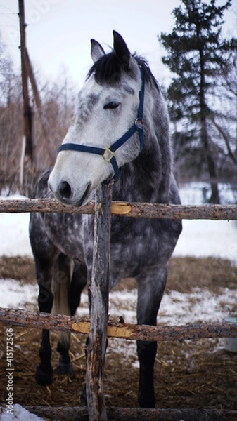 Obraz horse in snow